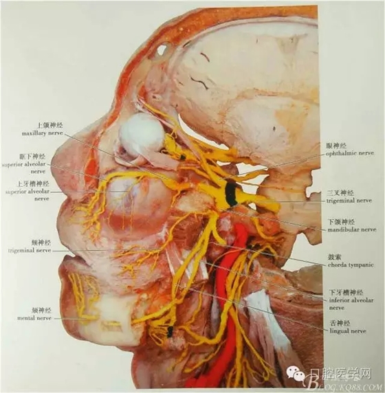 即使是老手也會失手的麻醉----下牙槽、舌、頰一次阻滯麻醉