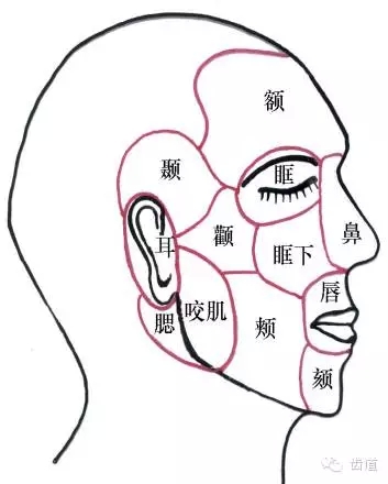 牙醫(yī)基礎(chǔ)知識：口腔頜面部應(yīng)用解剖生理