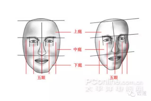 牙醫(yī)基礎(chǔ)知識：口腔頜面部應(yīng)用解剖生理