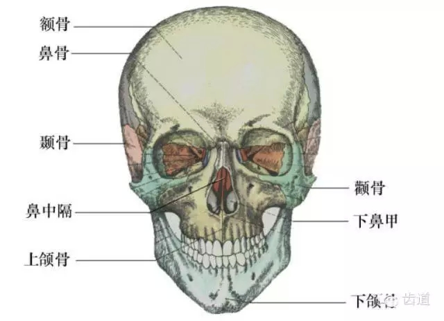 牙醫(yī)基礎(chǔ)知識：口腔頜面部應(yīng)用解剖生理