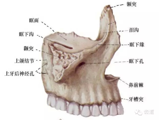 牙醫(yī)基礎(chǔ)知識：口腔頜面部應(yīng)用解剖生理