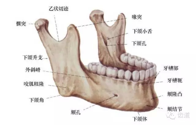 牙醫(yī)基礎(chǔ)知識：口腔頜面部應(yīng)用解剖生理