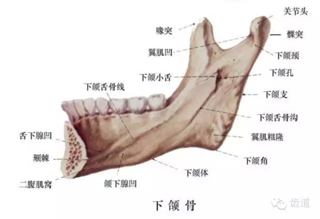 牙醫(yī)基礎(chǔ)知識：口腔頜面部應(yīng)用解剖生理