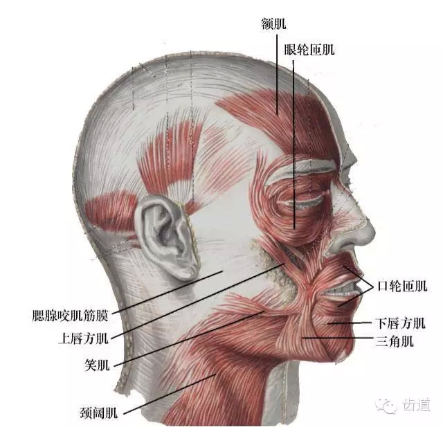 牙醫(yī)基礎(chǔ)知識：口腔頜面部應(yīng)用解剖生理