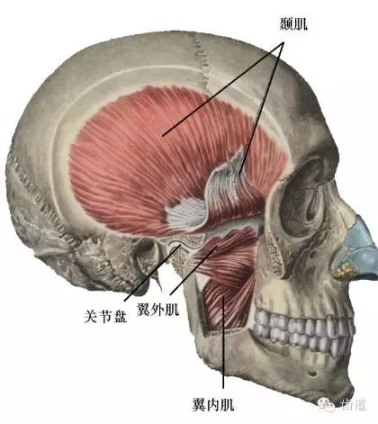 牙醫(yī)基礎(chǔ)知識：口腔頜面部應(yīng)用解剖生理