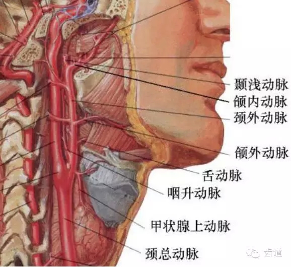 牙醫(yī)基礎(chǔ)知識：口腔頜面部應(yīng)用解剖生理