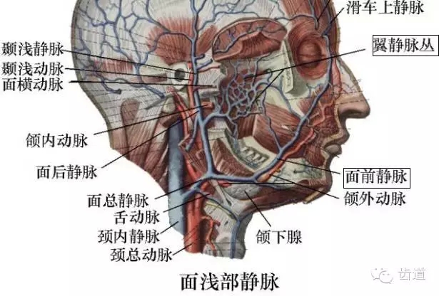 牙醫(yī)基礎(chǔ)知識：口腔頜面部應(yīng)用解剖生理