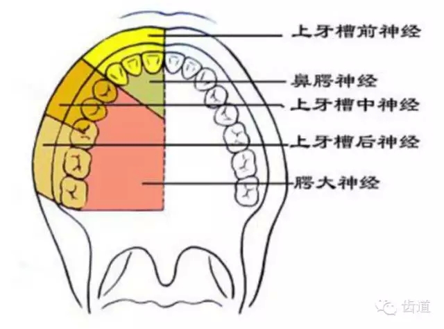 牙醫(yī)基礎(chǔ)知識：口腔頜面部應(yīng)用解剖生理