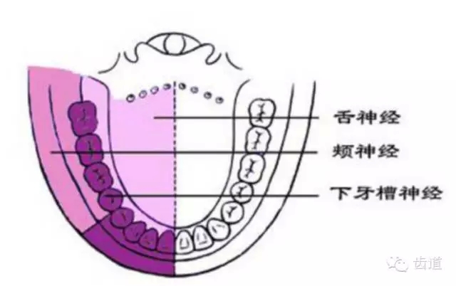 牙醫(yī)基礎(chǔ)知識：口腔頜面部應(yīng)用解剖生理