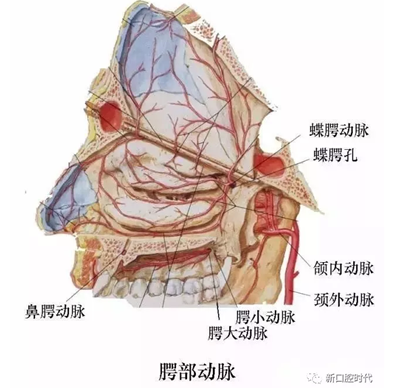 口腔科相關解剖圖