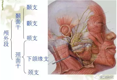 口腔科相關解剖圖