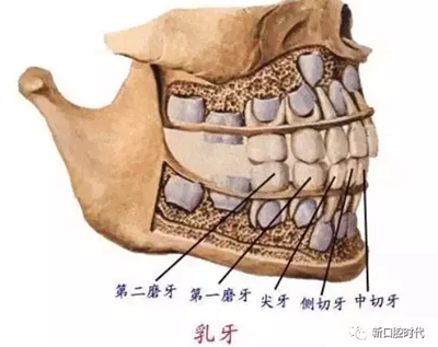 口腔科相關解剖圖