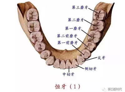 口腔科相關解剖圖