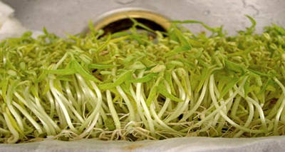 你知道綠豆芽是怎么種出來的嗎？疫情當前解決吃菜問題