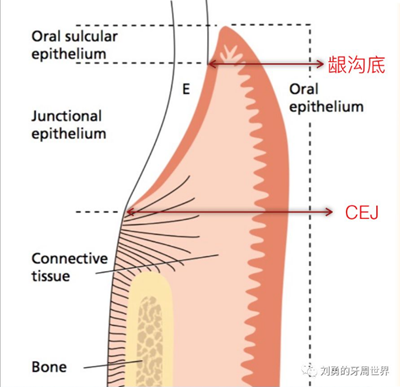 牙周解剖（一）：角化齦和附著齦爭議總結